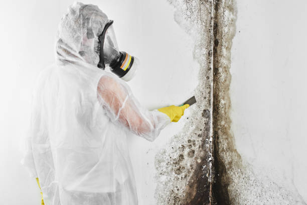 Mold Removal Process in Madison Center, CT
