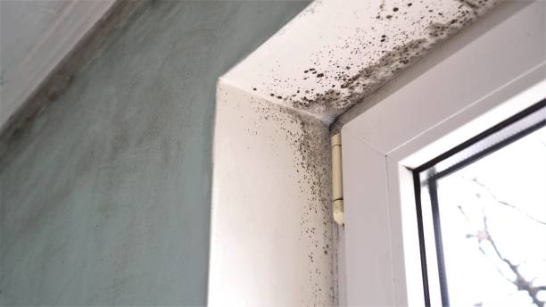 Best Residential Mold Removal  in Madison Center, CT