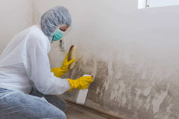 Best Emergency Mold Removal  in Madison Center, CT