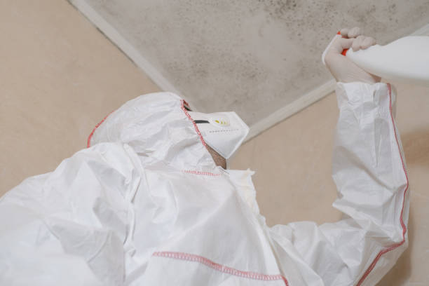 Best Affordable Mold Removal  in Madison Center, CT