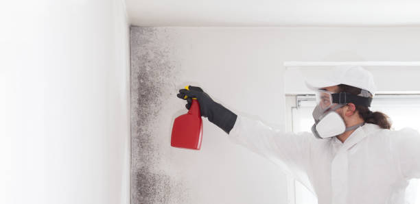 Best Attic Mold Removal  in Madison Center, CT
