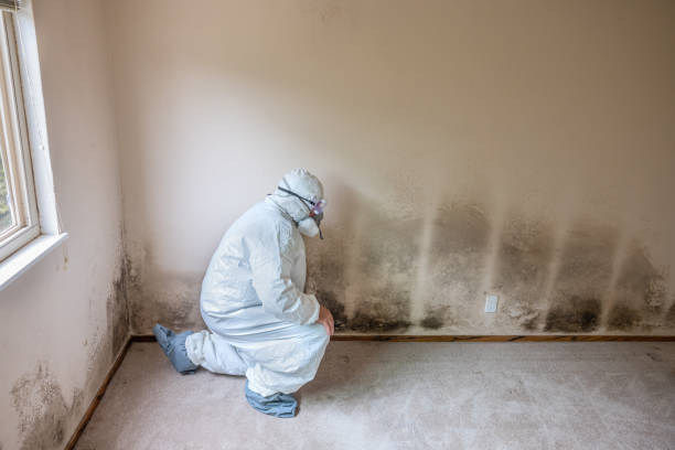 Best Residential Mold Removal  in Madison Center, CT