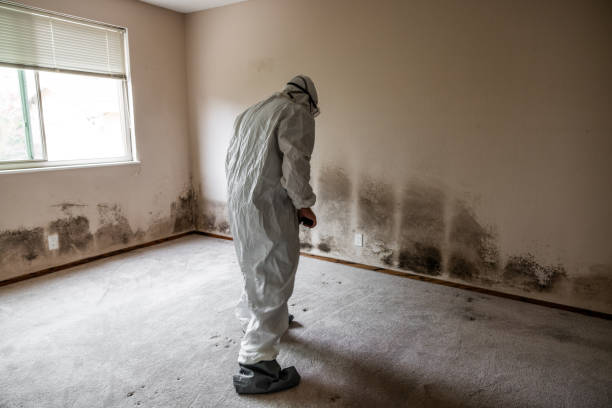 Best Certified Mold Removal  in Madison Center, CT