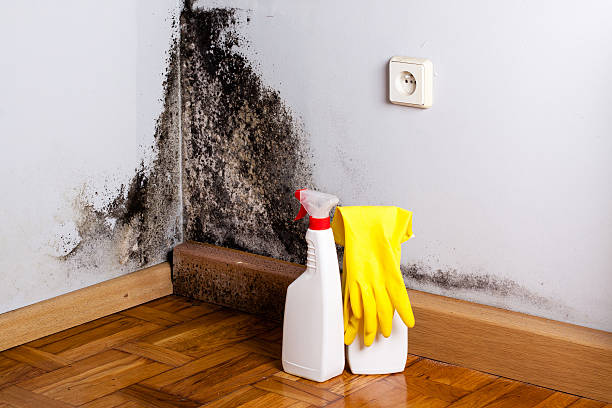 Best Home Mold Removal  in Madison Center, CT