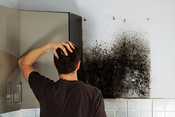 Best Local Mold Removal Service  in Madison Center, CT