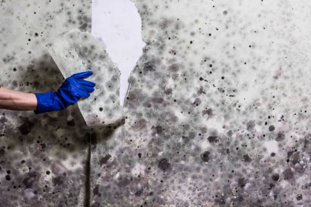 Best Mold Remediation  in Madison Center, CT