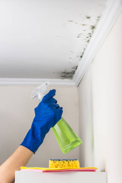 Madison Center, CT Mold Removal Company