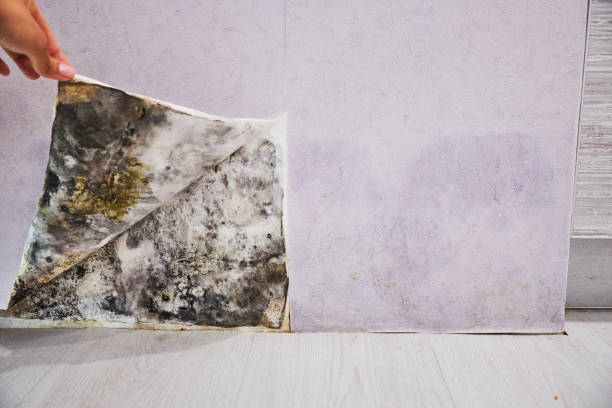  Madison Center, CT Mold Removal Pros